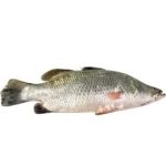 ماهی سی باس تازه ۱ کیلوگرم